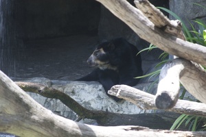316-4888 San Diego Zoo - Spectacled Bear